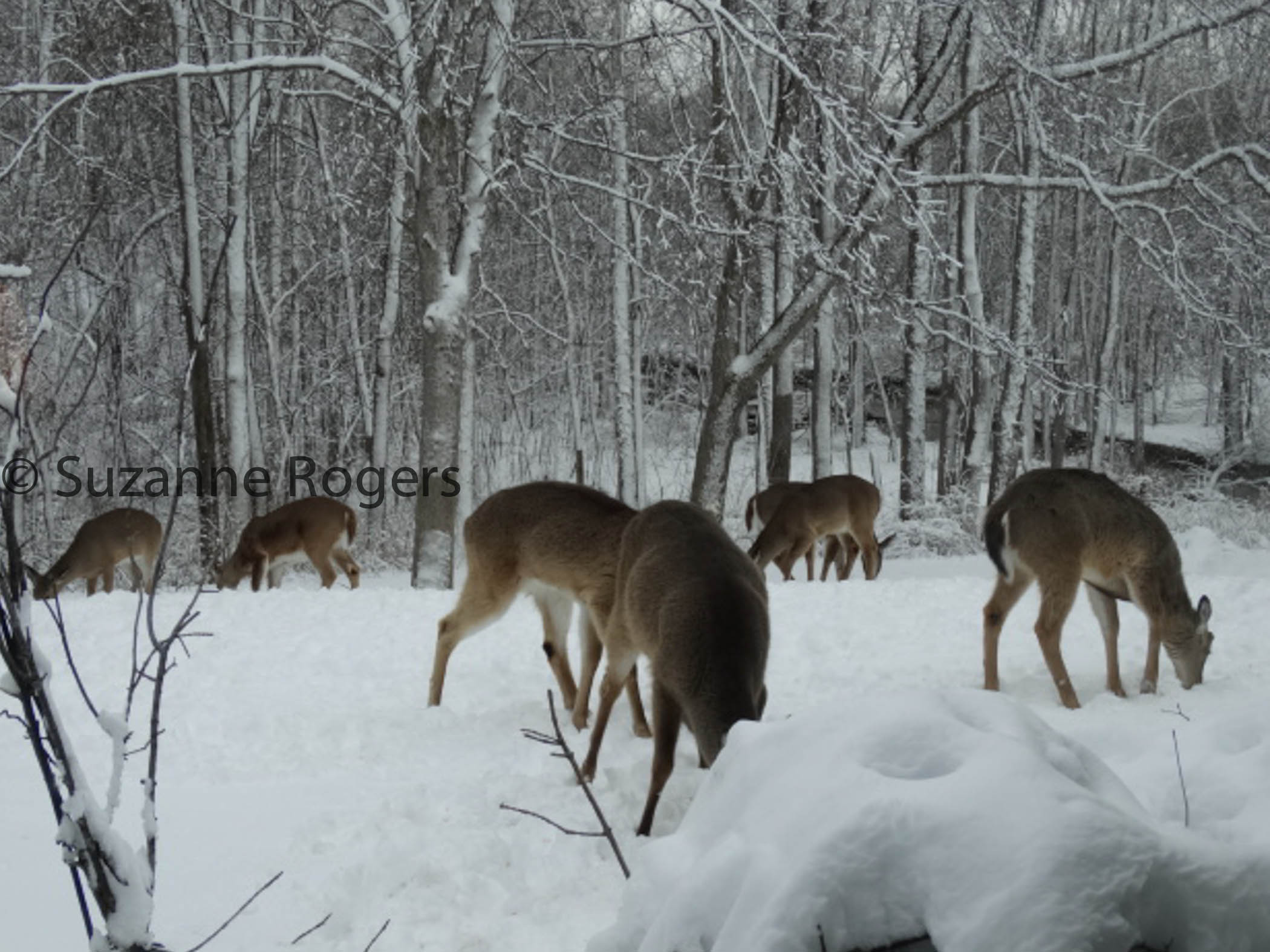 THE HERD OF THE RELENTLESS LATE WINTER 2014 (1 of 1)