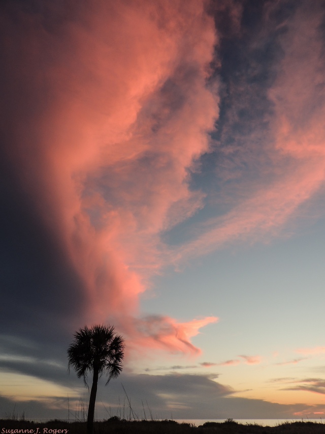 0028 Pink Cloud Palm (39 of 1)