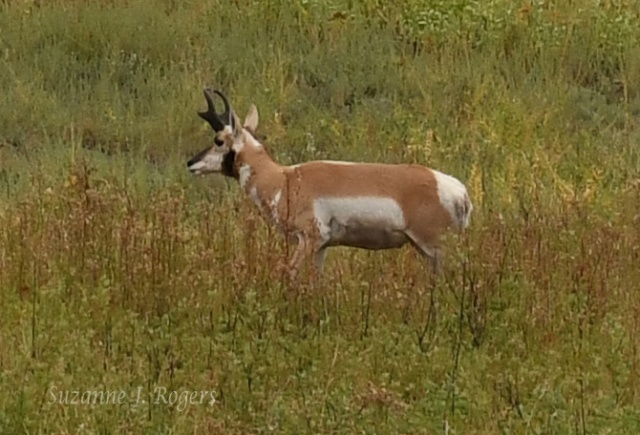 One male antelope wm
