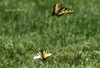 9250 Butterflies wm (39 of 1)